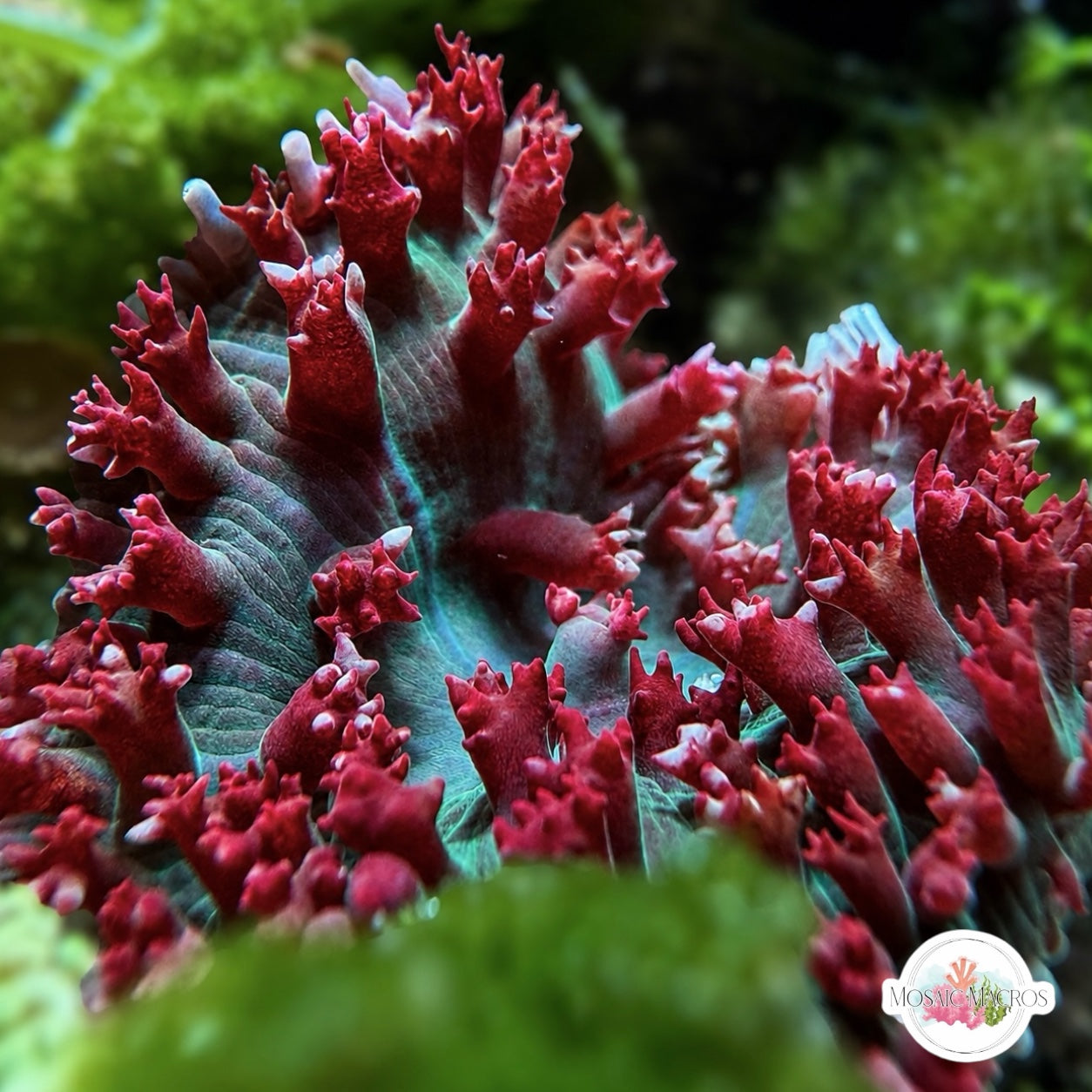Saint Thomas Mushroom | Rhodactis sanctithomae