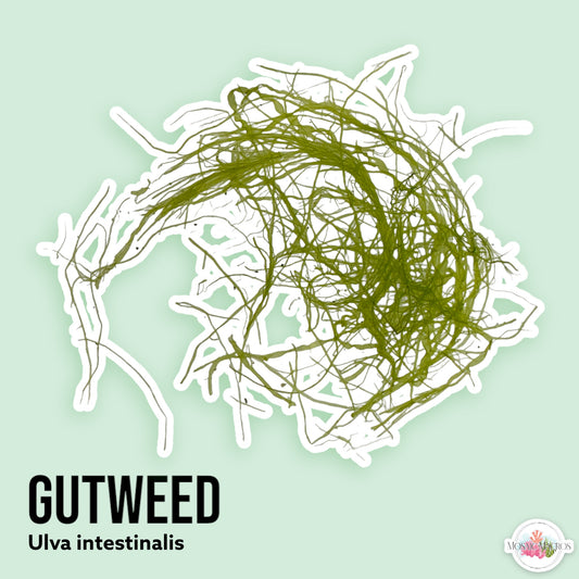 Gutweed | Ulva intestinalis
