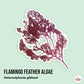 Flamingo Feather Algae | Heterosiphonia gibbesii