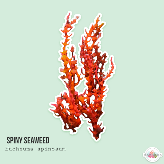 Spiny Seaweed | Euchema spinnosum
