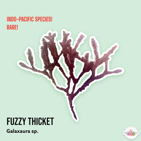 Fuzzy Thicket | Galaxaura sp.