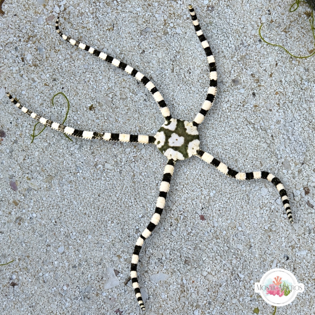 Harlequin Serpent Star | Ophioderma appressa
