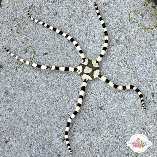 Harlequin Serpent Star | Ophioderma appressa
