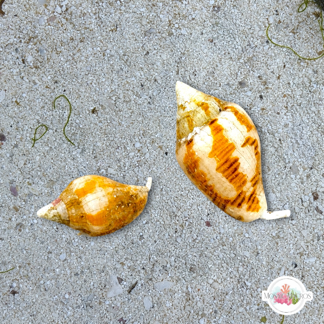 Marine Snails – MosaicMacros