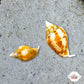 Rusty Dove Snail | Columbella rusticoides