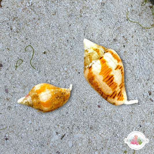 Rusty Dove Snail | Columbella rusticoides