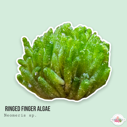 Ringed Finger Algae | Neomeris sp.