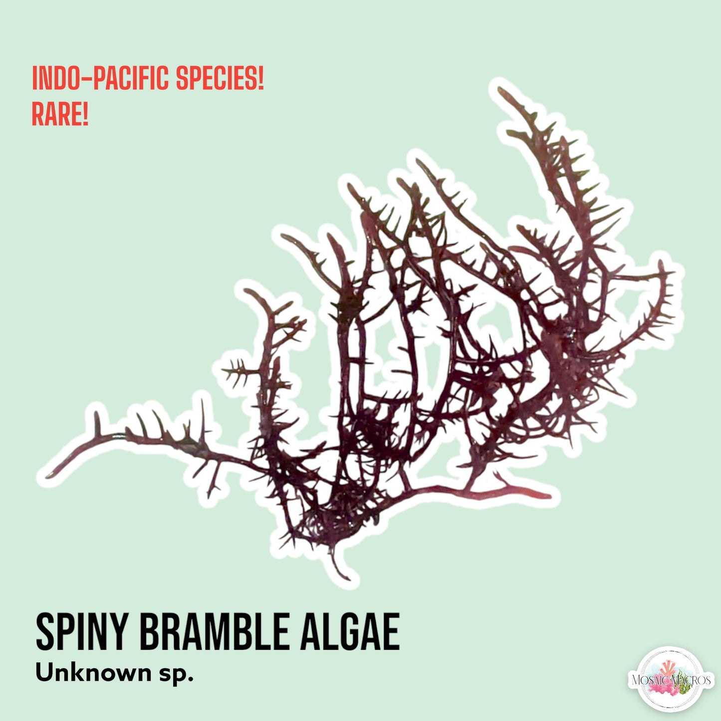 Spiny Bramble Algae | Unknown sp.