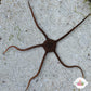 Gray/Black/Banded Serpent Star | Ophiolepis elegans