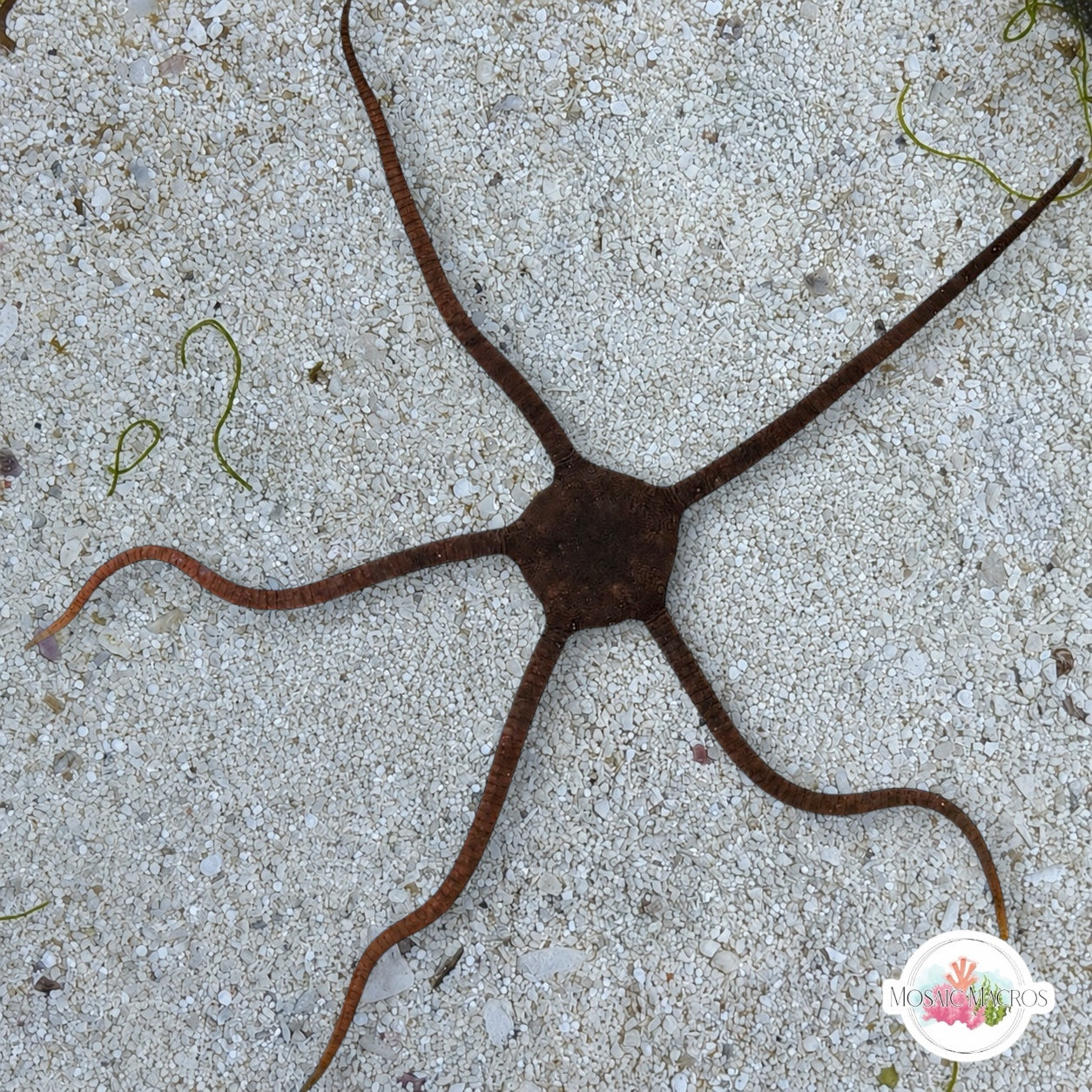 Gray/Black/Banded Serpent Star | Ophiolepis elegans