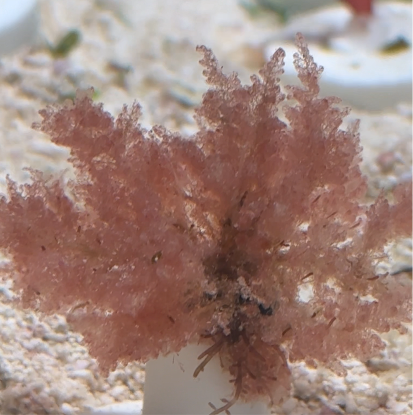 Dwarf Pink Plume Macroalgae | Unknown sp.