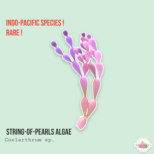 String-of-Pearls Algae | Coelarthrum sp.