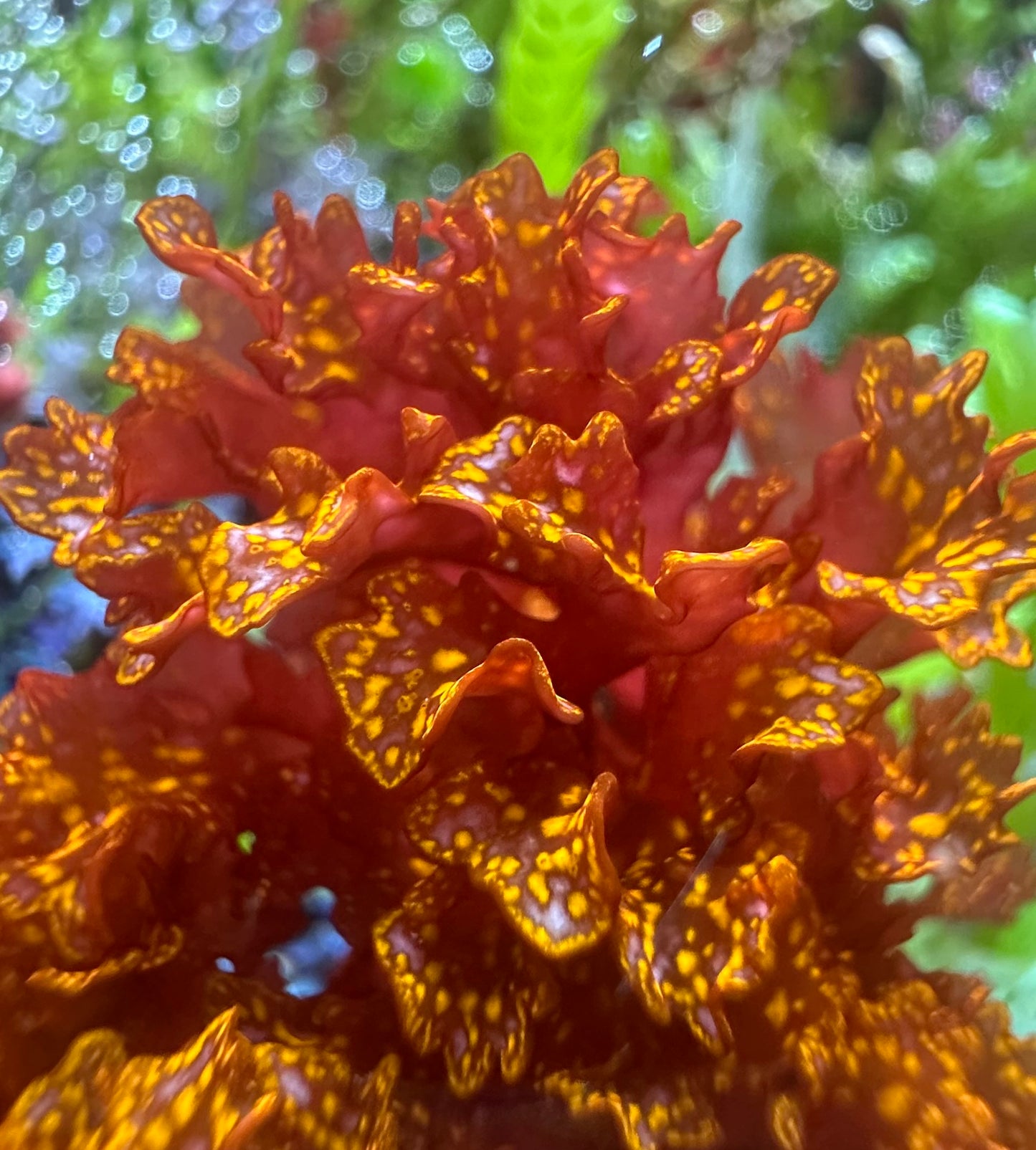 Orange Galaxy Macroalgae | Halymenia stipitata