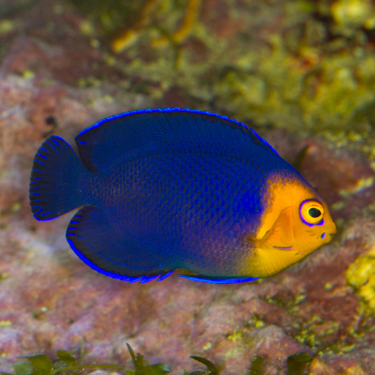 Cherub Angelfish | Centropyge argi