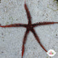 Red Spiny Brittle Star | Ophiocoma wendtii