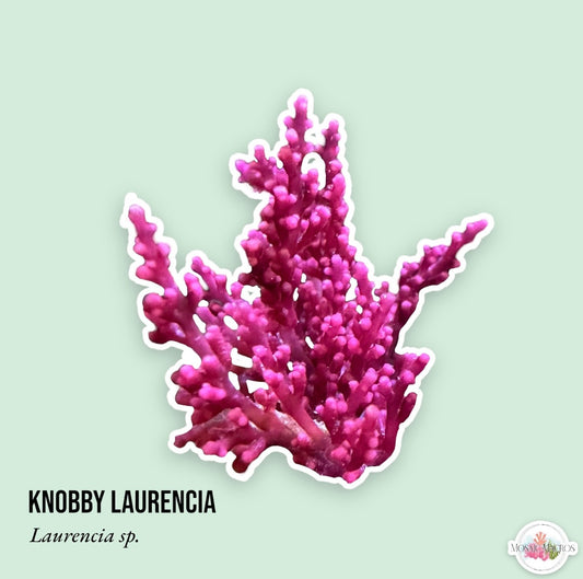 Knobby Laurencia | Laurencia sp.