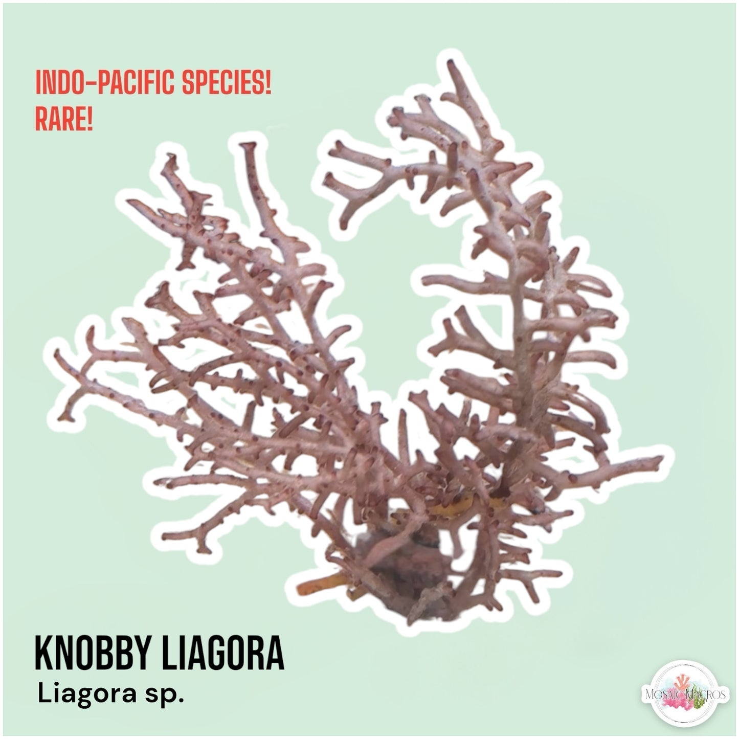 Knobby Liagora Macroalgae | Liagora sp.