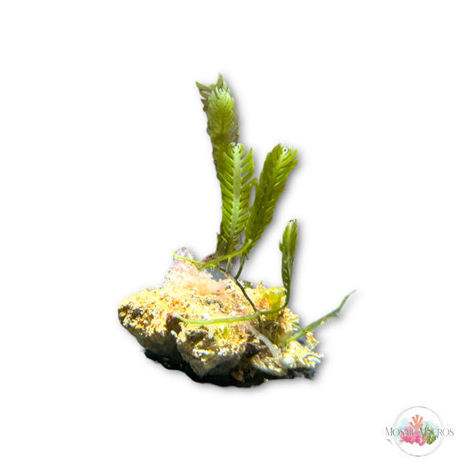 WYSWYG Macro Rock (Nano)