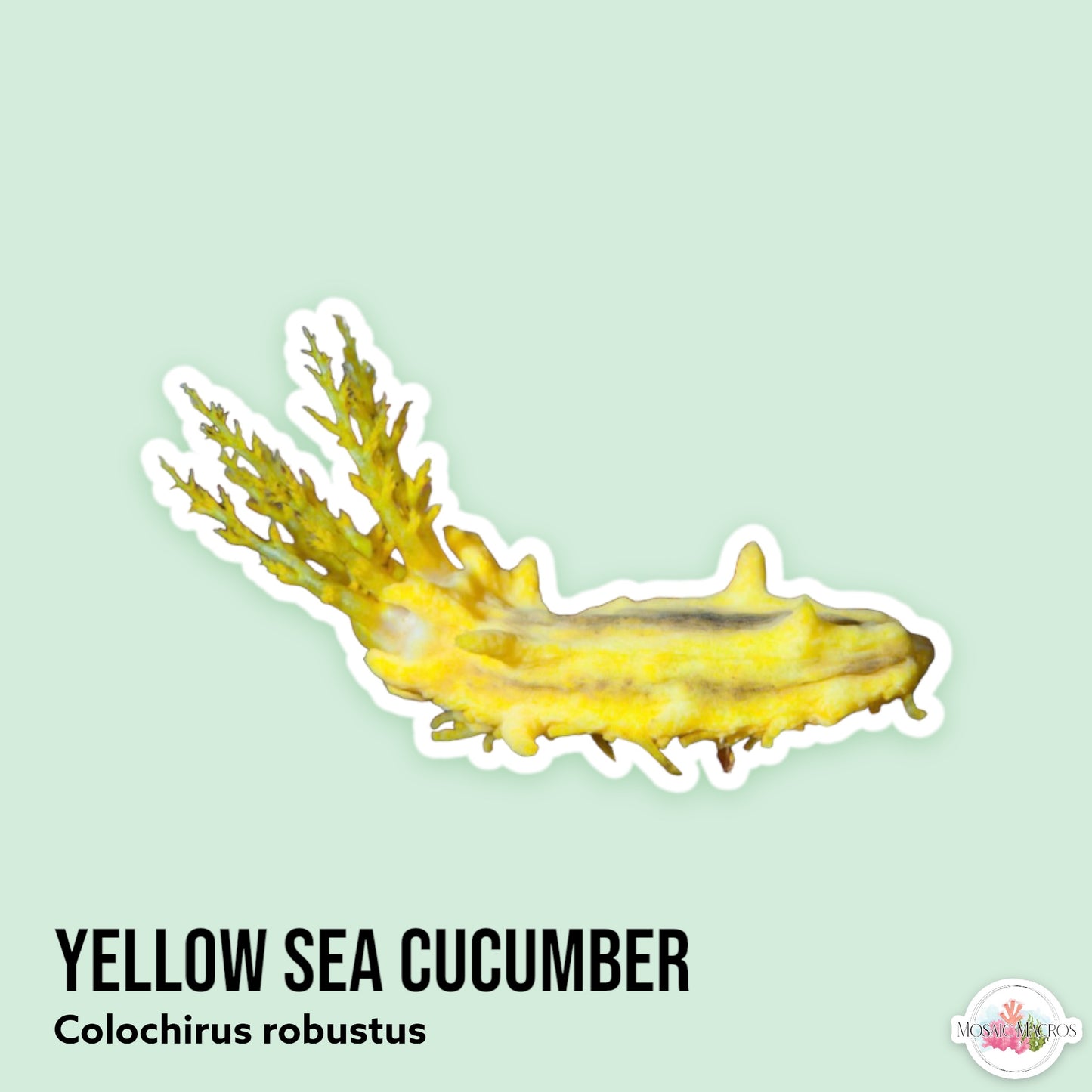 Yellow Sea Cucumber | Colochirus robustus