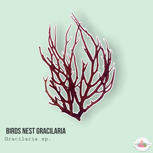 Bird Nest Gracilaria | Gracilaria sp.