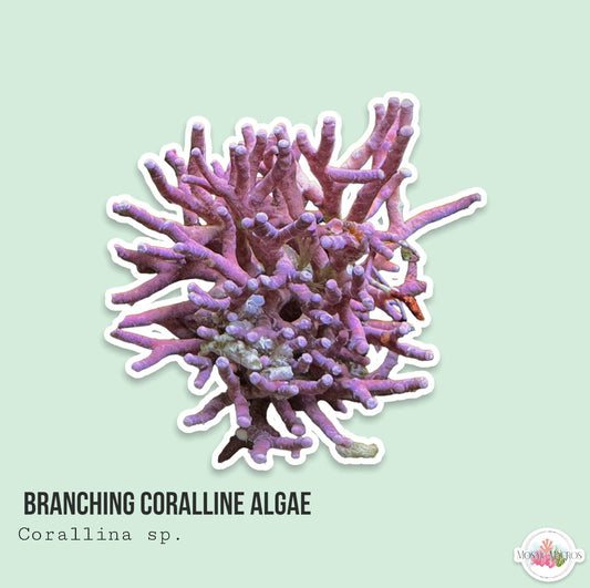 Branching Coralline | Corallina sp.