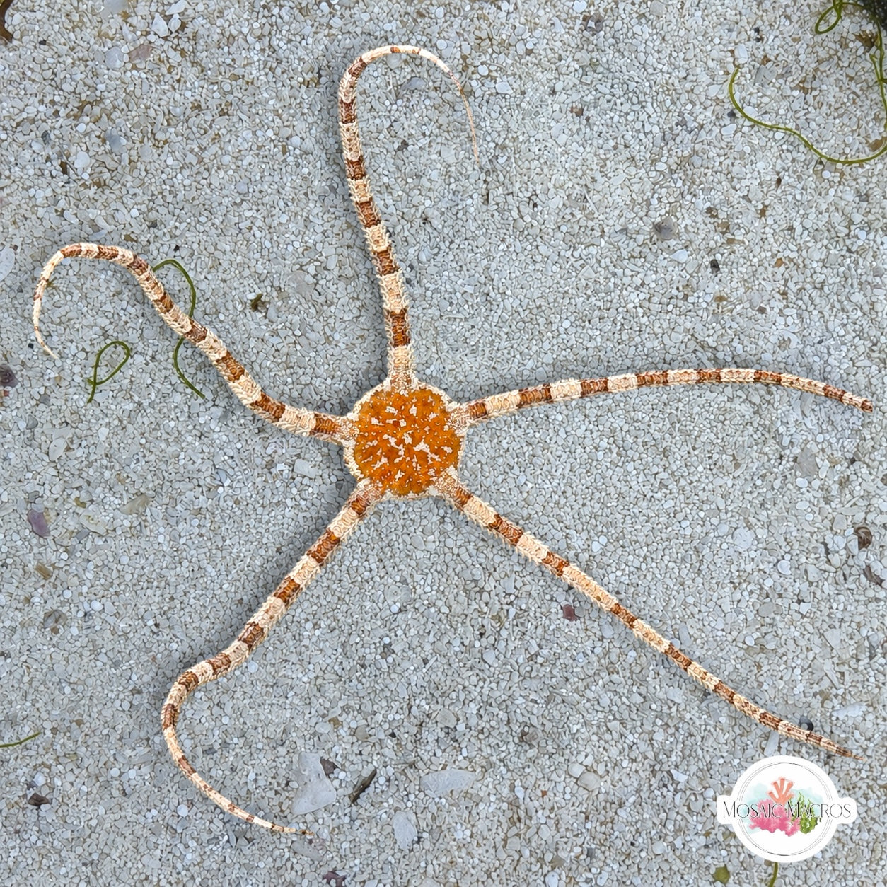 Orange-Body Serpent Star | Ophiolepis elegans