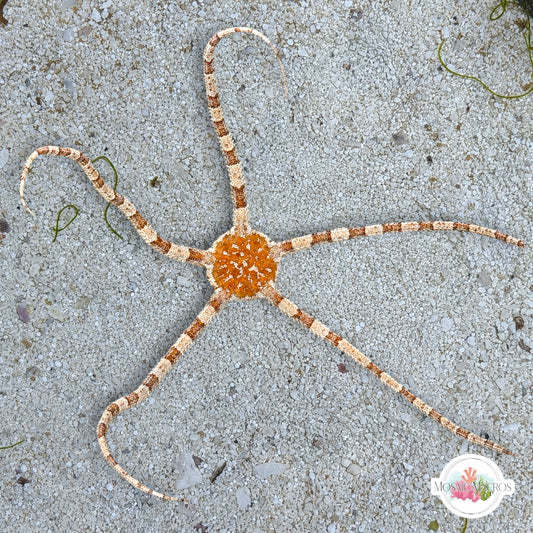 Orange-Body Serpent Star | Ophiolepis elegans