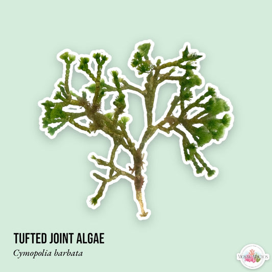 Jointed Tuft Algae | Cymopolia barbata