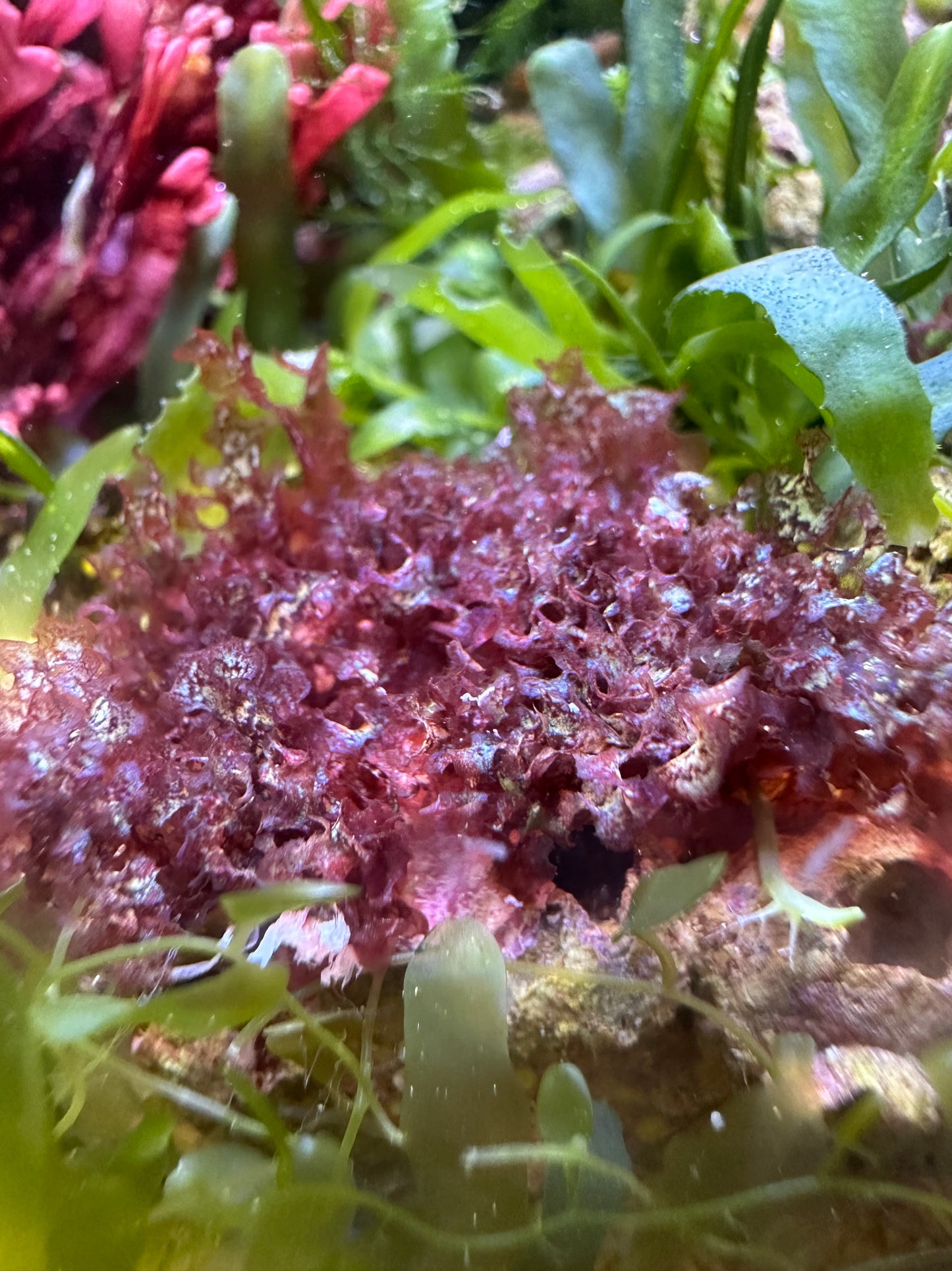 Color-Shifting Turf Macroalgae | Unknown sp.