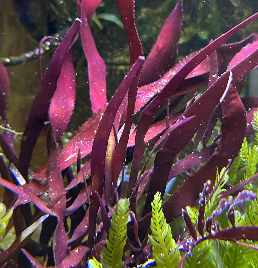 Rusty Ribbon Macroalgae | Unknown sp.