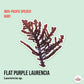 Flat Purple Laurencia | Laurencia sp.