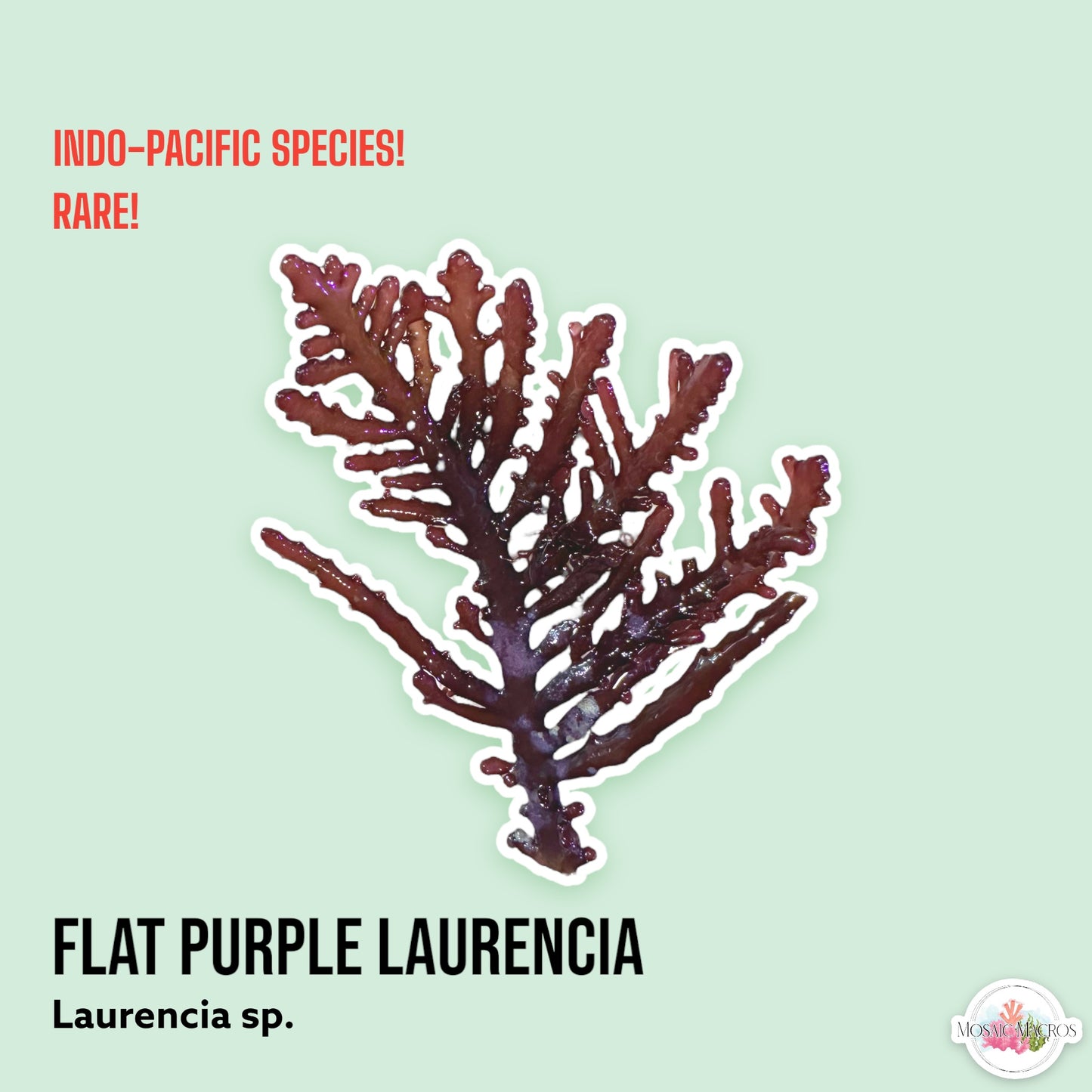 Flat Purple Laurencia | Laurencia sp.