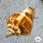 Florida Fighting Conch Snail | Strombus pugilis