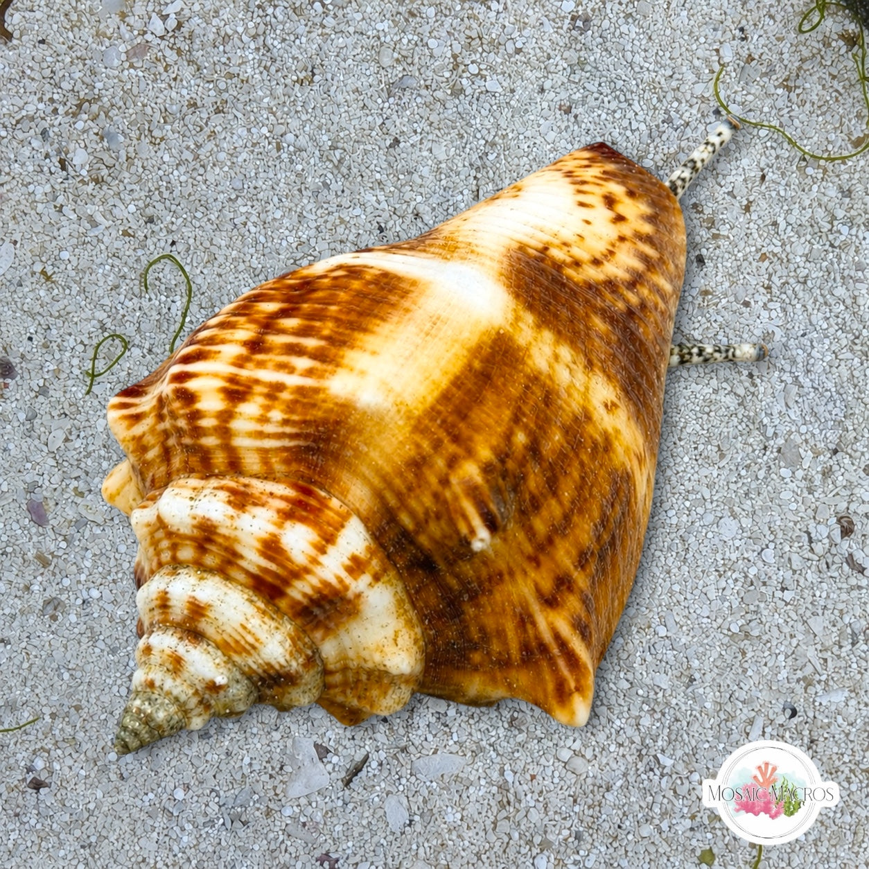 Florida Fighting Conch Snail | Strombus pugilis