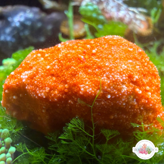 Orange Encrusting Coralline Macroalgae | Corallina sp.