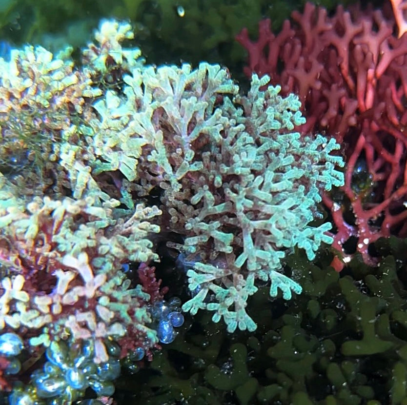 Color-Shifting Laurencia Macroalgae | Laurencia iridescens