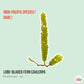 Lobe-Bladed Fern Caulerpa Macroalgae | Caulerpa sp.