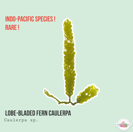 Lobe-Bladed Fern Caulerpa | Caulerpa sp.