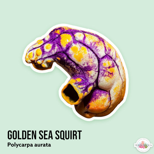 Golden Sea Squirt | Polycarpa aurata