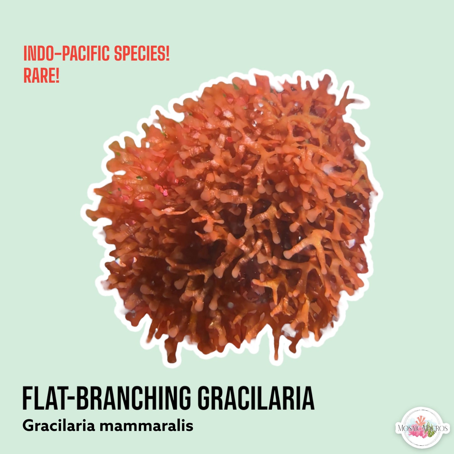 Flat-Branched Striped Gracilaria Macroalgae | Gracilaria mammaralis