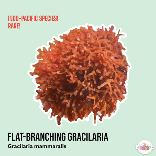 Flat-Branched Striped Gracilaria | Gracilaria mammaralis