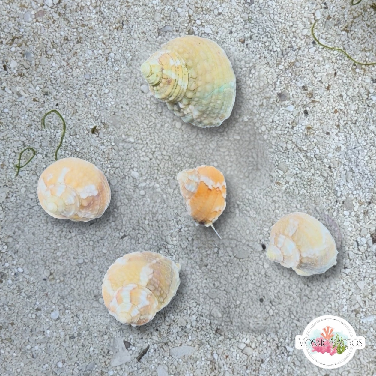 Mini Chestnut Turban Snail | Turbo castanea
