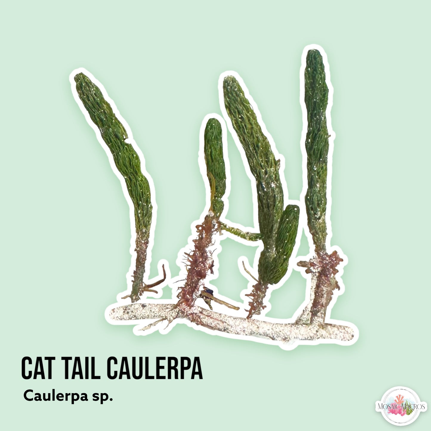 Cat Tail Caulerpa | Caulerpa sp.