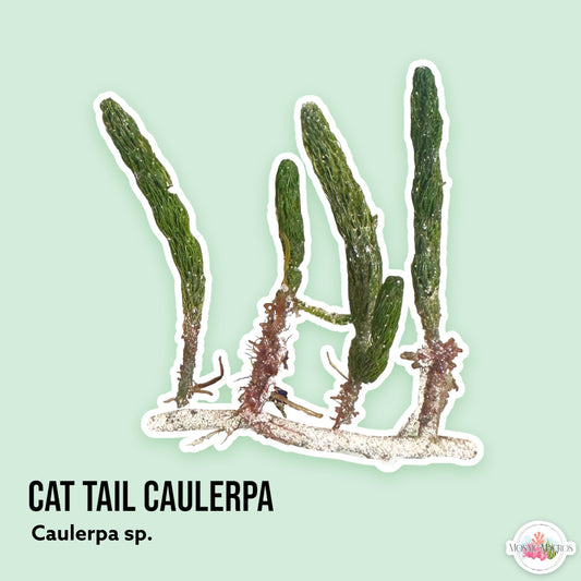 Cat Tail Caulerpa | Caulerpa sp.