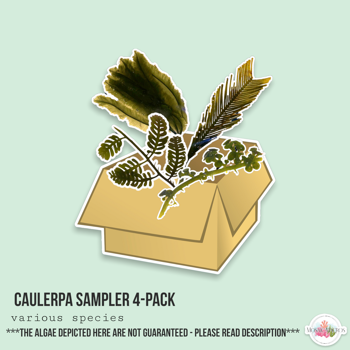 Caulerpa 4-Pack Sampler | Caulerpa sp.