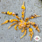Spider Decorator Crab | Camposcia sp.