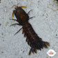 Smith’s Mantis Shrimp | Gonodactylus smithii