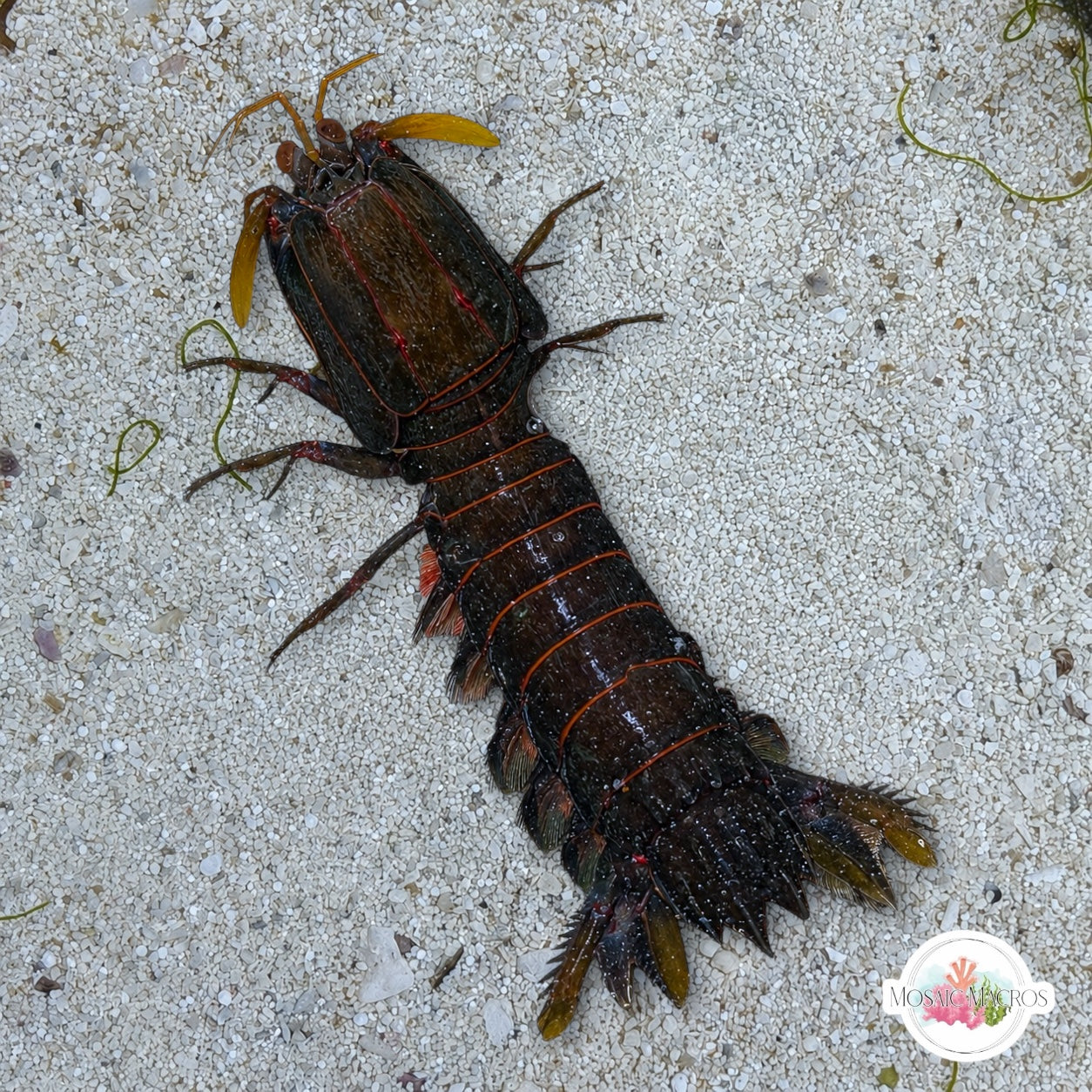 Smith’s Mantis Shrimp | Gonodactylus smithii