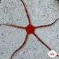 Orange Serpent Star | Ophioderma cinereum