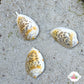 Glowing Marginella Snail | Prunum apicinum